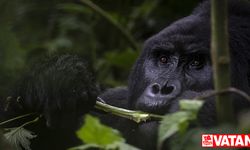 Uganda'da yağmur ormanlarındaki 17 üyeli goril ailesi koruma altında yaşamını sürdürüyor