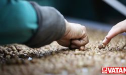 Düzce'den AB ülkelerine 9 ayda 3 bin 868 ton iç fındık ihraç edildi
