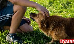 Almanya'da belediyeler geçen yıl köpek vergisinden rekor gelir elde etti
