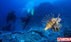 Antalya'daki batık çalışmalarında zehirli aslan balıkları görüntülendi