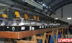 Balıkesir'de en güzel kanaryalar yarıştı