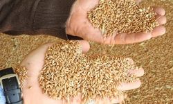 Iğdır'da çiftçilere 419 ton tohum desteği