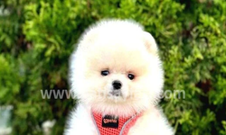 Pomeranian boo yavru bakımı nasıl yapılır?