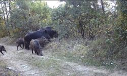 İki domuzun kavgası ve "meraklı ayı" fotokapanla görüntülendi