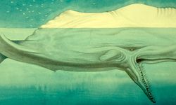 Tarihte Bugün: Herman Melville'ın "Moby-Dick"i ABD'de yayımlandı