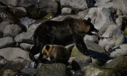 Japonya'da yaşlılar ayı saldırılarıyla yüzleşiyor