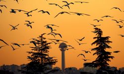 Ankara'nın denize hasret martıları