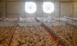 Tavuk eti üretimi ekimde arttı