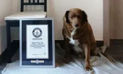 Guinness Dünya Rekorları 'dünyanın en yaşlı köpeği' unvanını değerlendiriyor