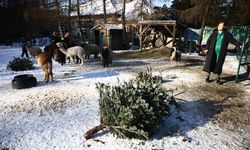 Polonya'da eski Noel ağaçları hayvanlar için toplanıyor