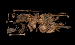 Kuzey İrlanda'da 2 bin yıllık bataklık cesedi keşfedildi