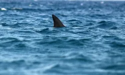 Hawaii'de köpek balığı dehşet saçtı