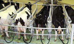 Toplanan inek sütü miktarı 2023'te arttı