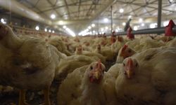 Tavuk eti üretimi 2023 Aralık'ta azaldı