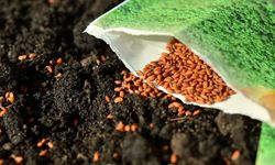 Tohum üreticilerinden belediyelere "yerli ve milli tohum dağıtın" çağrısı