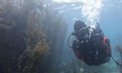 Norveç'te deniz kestanelerinin yosun ormanlarındaki istilası görüntülendi