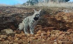 Çizgili sırtlan fotokapanla görüntülendi