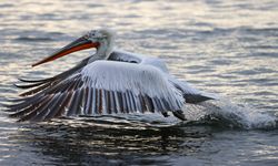 Nesli tehlike altında olan su kuşu "Tepeli Pelikan"