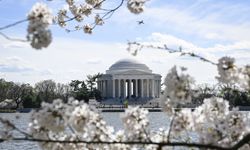 Washington'da kiraz ağaçları çiçek açtı
