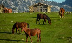 Eynif Yaylası'nda koşan yılkı atları doğaya ayrı güzellik katıyor