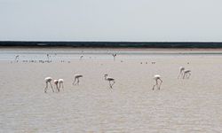 Tuz Gölü'nde beslenen flamingolar