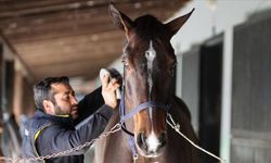 Milyon dolarlık atlar engel atlama yarışlarına "at oteli"nde hazırlanıyor