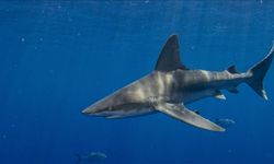 Deniz yüzeyi sıcaklığındaki artış boğa köpek balığı popülasyonunu artırıyor