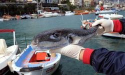 Balon balığı avcılığı için destekleme tutarları artırıldı
