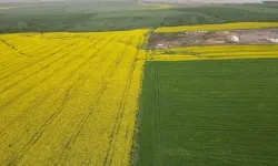 Trakya'da son yağışlar buğday ve kanola üreticisini sevindirdi