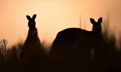 Avustralya'da araştırmacılar, nesli tükenmiş 3 yeni kanguru türü keşfetti
