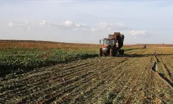 Yerli şeker pancarı tohumu tescil edildi