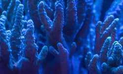 Avustralya, bu yıl Büyük Set Resifi'nin yüzde 73'ünde ağarma görüldüğünü açıkladı