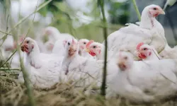 Avustralya'da kuş gribi vakası: 500 binden fazla tavuk itlaf edilecek