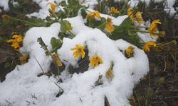 Trabzon'un yüksek kesimlerine kar yağdı