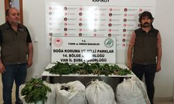 Van'da "dev soğan" bitkileriyle yakalanan İran uyrukluya 387 bin lira ceza uygulandı