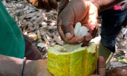 Uganda'da kakao üreticisi çiftçiler hırsızlara karşı bekçi tuttu