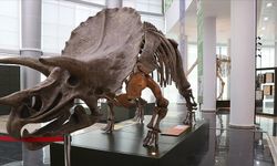Zimbabve'de yeni bir dinozor türüne ait fosil bulundu