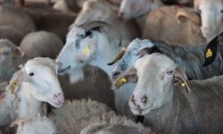 10 soruda vekaletle kurban kesimi