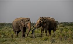 Hindistan, trenlerin fillere çarpmasını önlemek için yapay zekadan yararlanıyor