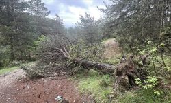 Bolu'da kış aylarında fırtınada devrilen ve kırılan çam ağaçları kaldırılıyor