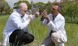 Dev soğan bitkileri bilim insanlarının korumasında