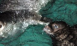İzmir'de Akdeniz foklarının üreme alanına izinsiz kurulan demir iskele yıkılacak