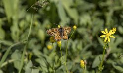Munzur Vadisi Milli Parkı kelebeklerle renklendi