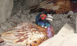 Tokat'ta kene avcısı keklik ve sülünler doğaya salınmak üzere yetiştiriliyor