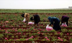 İdlib'deki gül bahçeleri, zorla yerinden edilen sivillere iş imkanı sağlıyor