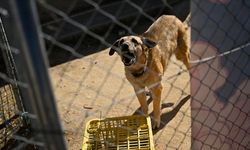 İspanya'da sahipsiz köpekler sorununa kısırlaştırma sayesinde çözüm bulundu