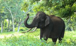 Filler durum, cinsiyet ve gruptaki yerine göre selamlaşma üslubunu değiştiriyor