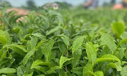 Tarım ve Orman Bakanı Yumaklı'dan "yaş çay alım fiyatı" açıklaması