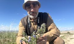 Kapadokya'da 3 endemik bitki türü keşfedildi, birine "Hacıbektaş" adı verildib