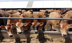 Üreticiler büyükbaş süt hayvancılığında kredi limitlerinin artırılmasından memnun